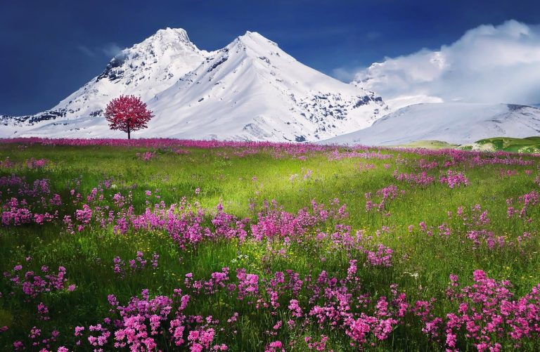 Echinacerola, stimulateur de défenses naturelles